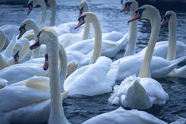 White swan on body of water during daytime photo – Free Christchurch Image  on Unsplash